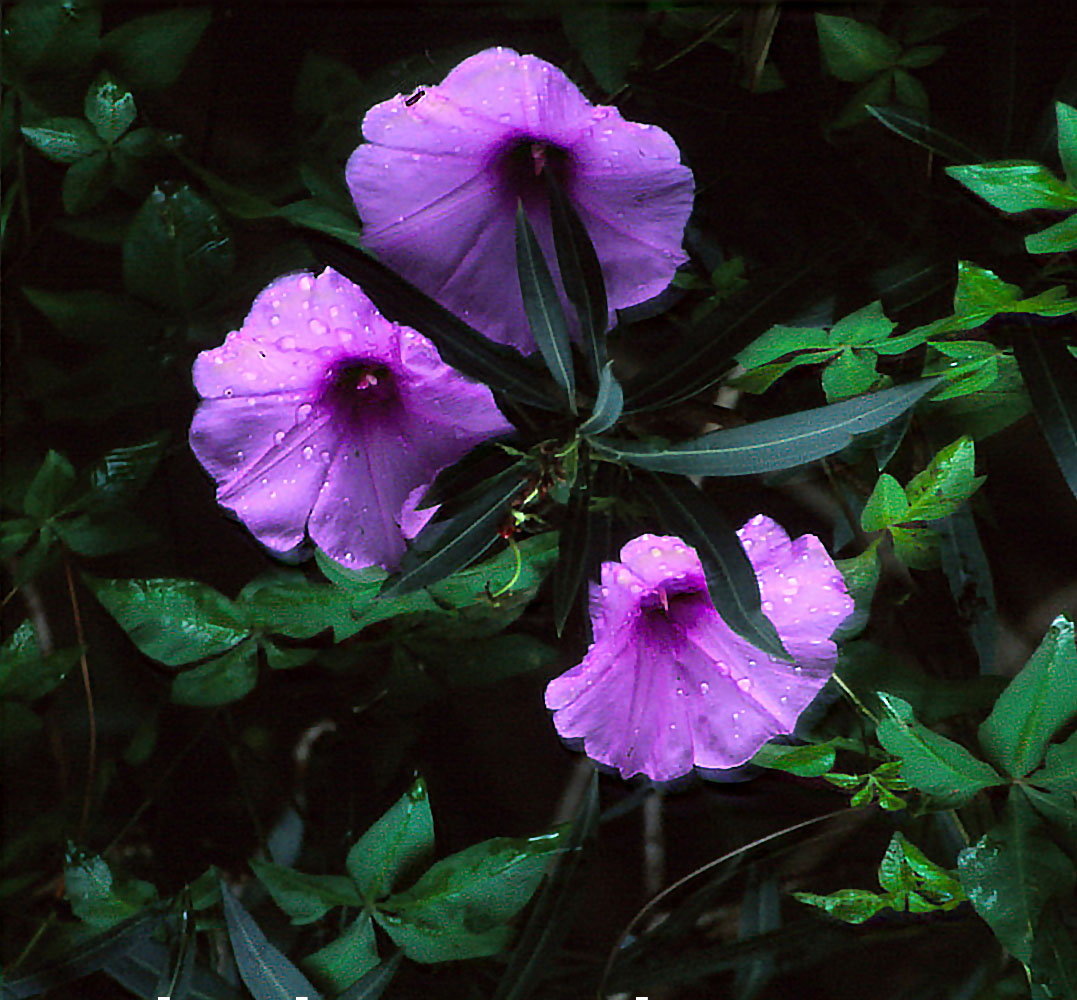 Vibrant purple morning glory flowers with water droplets